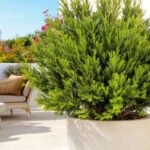 Arbuste persistant sur terrasse méditerranéenne : plantez cet arbuste avant mars pour un effet waouh dès avril !