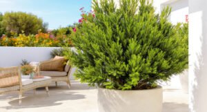 Arbuste persistant sur terrasse méditerranéenne : plantez cet arbuste avant mars pour un effet waouh dès avril !